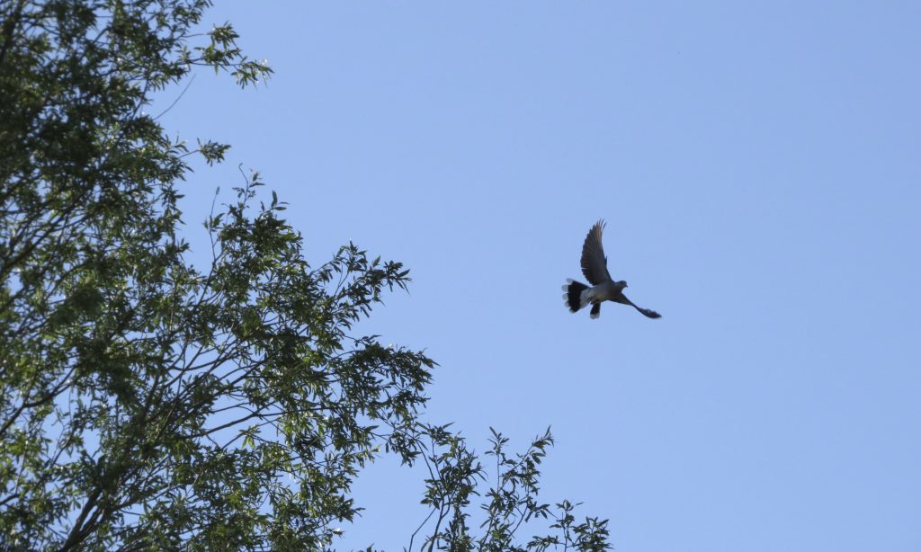 Photo: Turtle dove in flight. Credit: Jonny Rankin