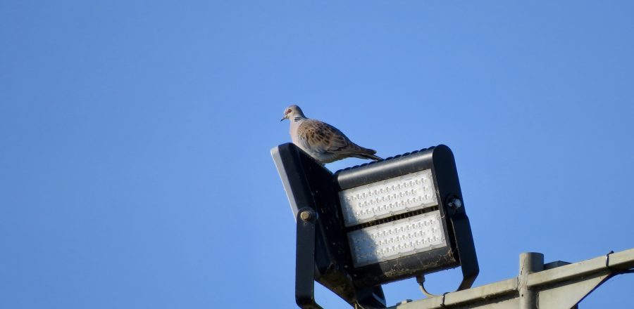 Photo: Turtle dove perched on quarry lights. Credit: Jonny Rankin