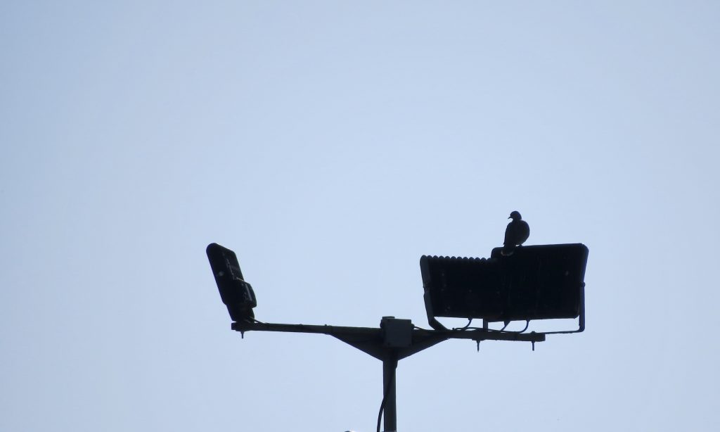 Photo: Turtle dove in silhouette. Credit: Jonny Rankin