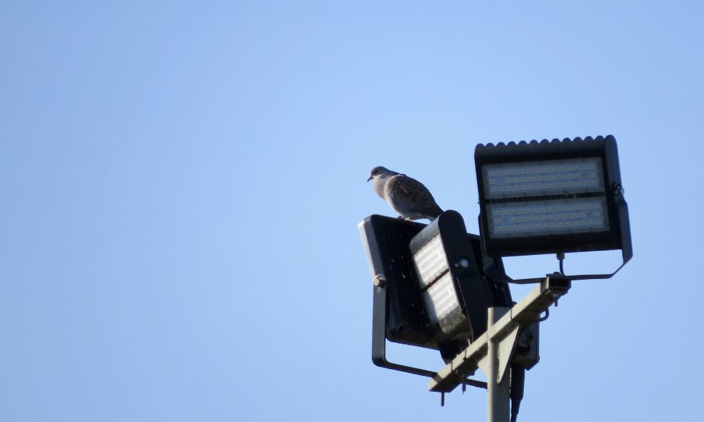 Photo: Purring turtle dove on quarry lights. Credit: Jonny Rankin