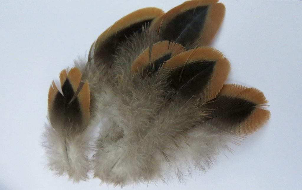 Photo: Turtle dove feathers. Credit: Jonny Rankin