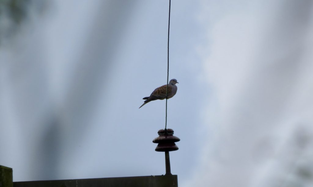 Photo: Turtle dove perched on wire. Credit: Jonny Rankin