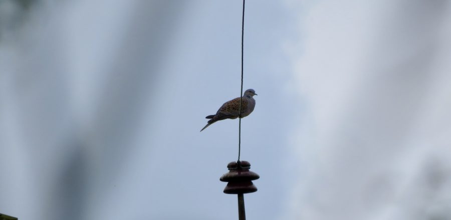 Photo: Turtle dove perched on wire. Credit: Jonny Rankin