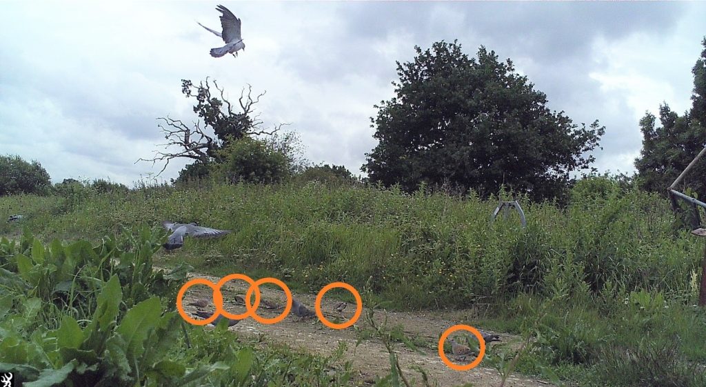 Photo: Five turtle doves (circled) making the most of a patch of supplementary feed in Kent.