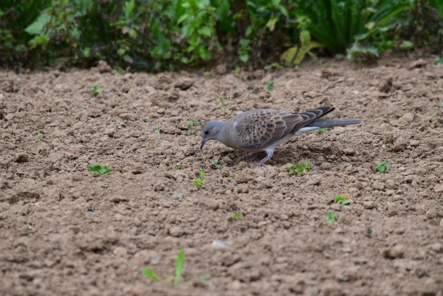 Photo: What it’s all about – ensuring turtle doves are able to raise the next generation. Here a juvenile turtle dove is seen feeding on the ground. Credit: David Burridge.