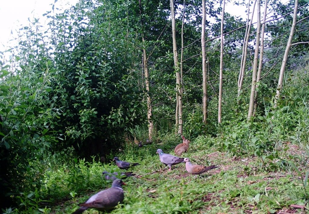 Photo: Turtle dove on supplementary feeding site in Essex.