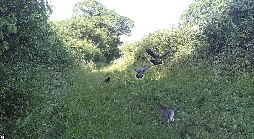 Photo: Turtle doves making use of supplementary food at a site in Sussex. Supplementary feeding provides turtle doves with a vital food source when seeds in the countryside are hard to come by.
