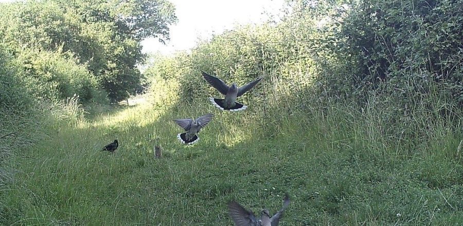 Photo: Turtle doves making use of supplementary food at a site in Sussex. Supplementary feeding provides turtle doves with a vital food source when seeds in the countryside are hard to come by.