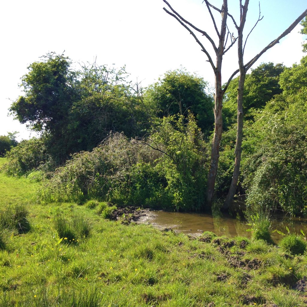 Photo: Pond with gently sloping side suitable for turtle doves. Credit: Leila Walker