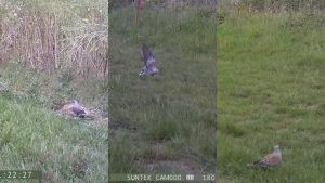 Three images of turtle doves from camera traps