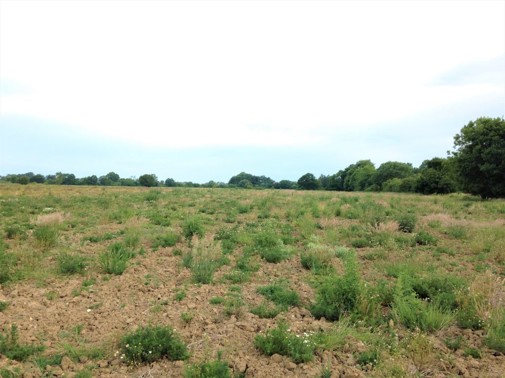 Photo: Suitable foraging habitat for turtle doves, including areas of bare ground to allow the birds to find seeds. Credit: Leila Walker