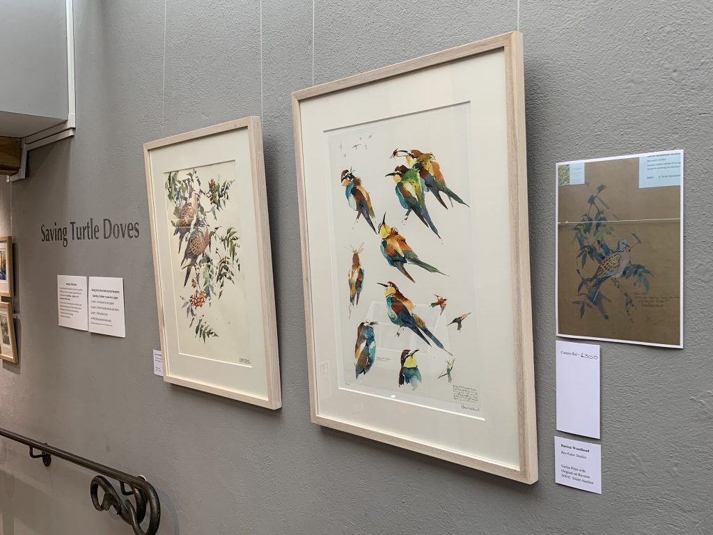 Image: Darren Woodhead’s two exhibition pieces. ‘Turtle Doves among Rowan Shadows’ on the left and ‘Bee-eater Studies’ on the right. The bee-eater painting features a turtle dove on the back and is included in the silent auction. Credit: Jos Ashpole.