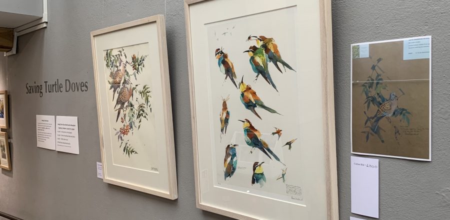 Image: Darren Woodhead’s two exhibition pieces. ‘Turtle Doves among Rowan Shadows’ on the left and ‘Bee-eater Studies’ on the right. The bee-eater painting features a turtle dove on the back and is included in the silent auction. Credit: Jos Ashpole.