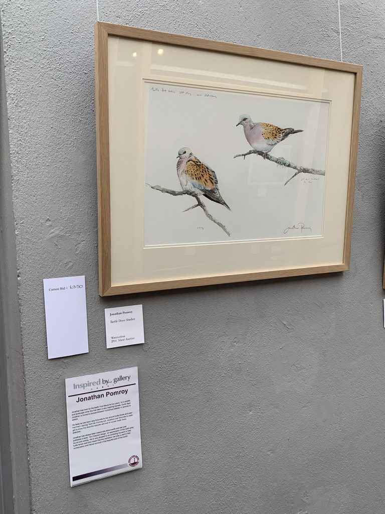 Image: Jonathan Pomroy’s ‘Turtle Dove Studies’ in watercolour. Credit: Jos Ashpole.