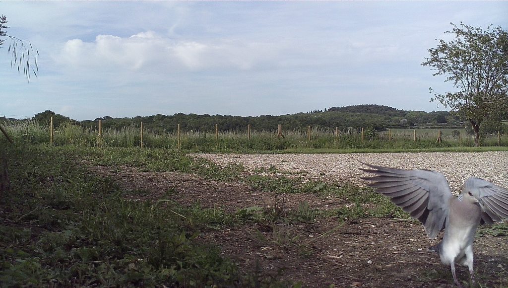 Image: Turtle dove on supplementary feeding plot. Credit: Nicole Khan.