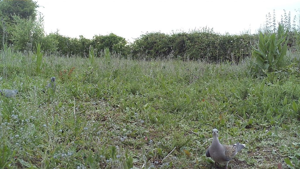 Image: Turtle dove on supplementary feeding plot. Credit: Nicole Khan.