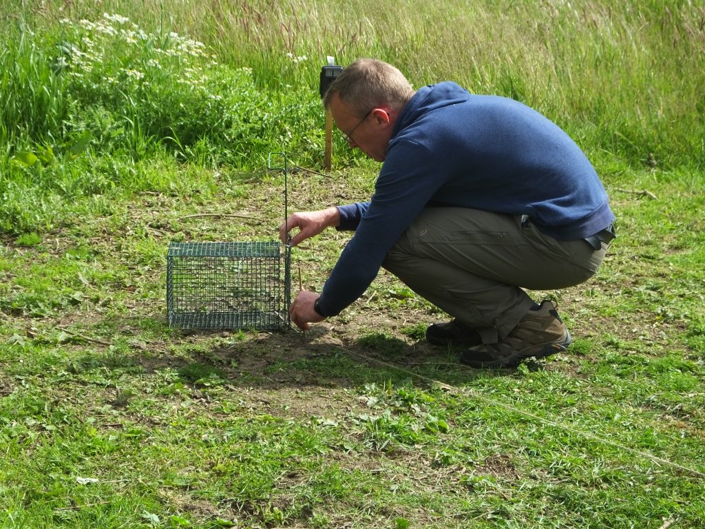 Photo: Chris Orsman prepares the equipment for capturing turtle doves for fitting with GPS trackers. Credit: John Mallord.