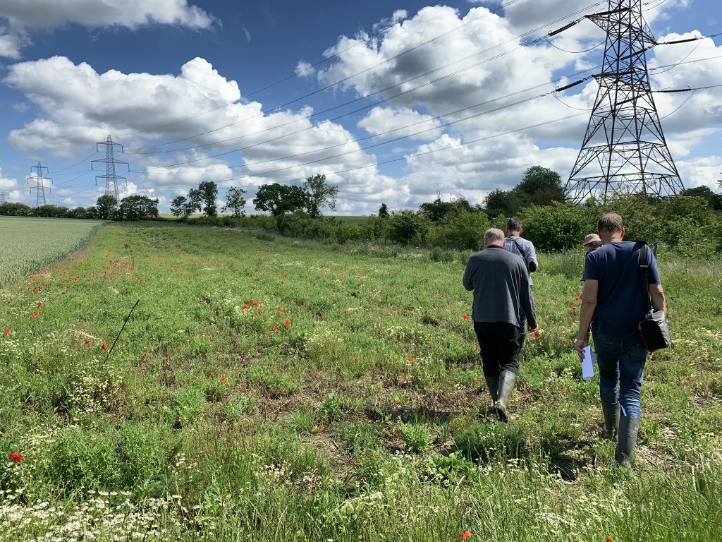 Photo: A strip of wheat field has been given over to testing the different seed mixes. Credit: Jos Ashpole