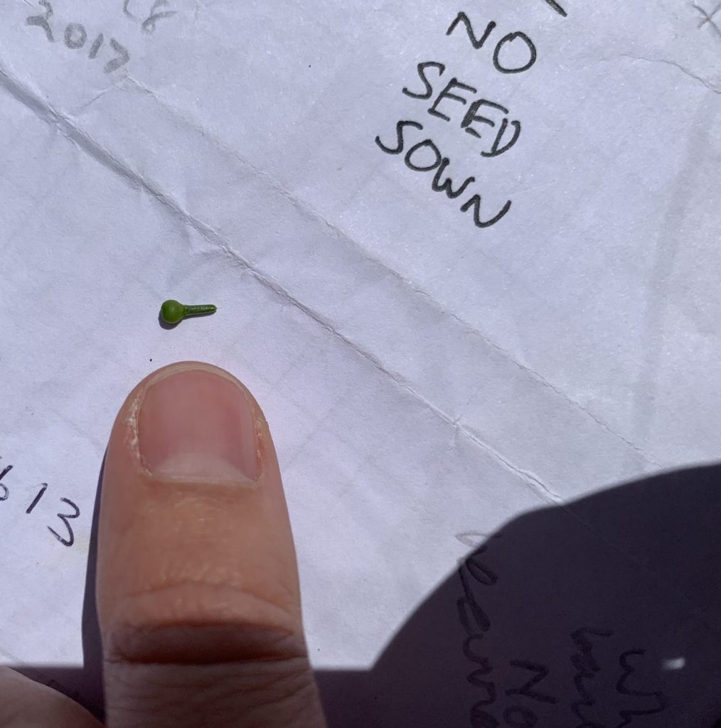 Photo: a tiny fumitory seed, perfect food for turtle doves. Credit: Jos Ashpole