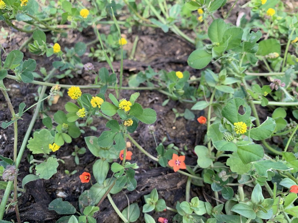 Photo: Black medick (yellow flowers) and scarlet pimpernel (orange/red flowers) on the plots. Credit: Jos Ashpole