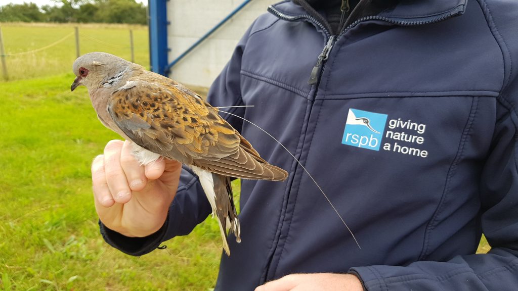 Photo: One of the birds caught at a farm near Tollesbury in Essex. Credit: Chris Orsman.