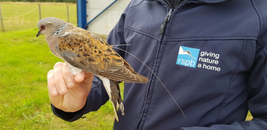 Photo: One of the birds caught at a farm near Tollesbury in Essex. Credit: Chris Orsman.