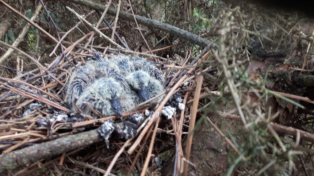 Photo: Expecting to find a fallen tag, we were pleasantly surprised to be able to confirm successful breeding! Ten days later, the female was in London. Credit: J Secker.