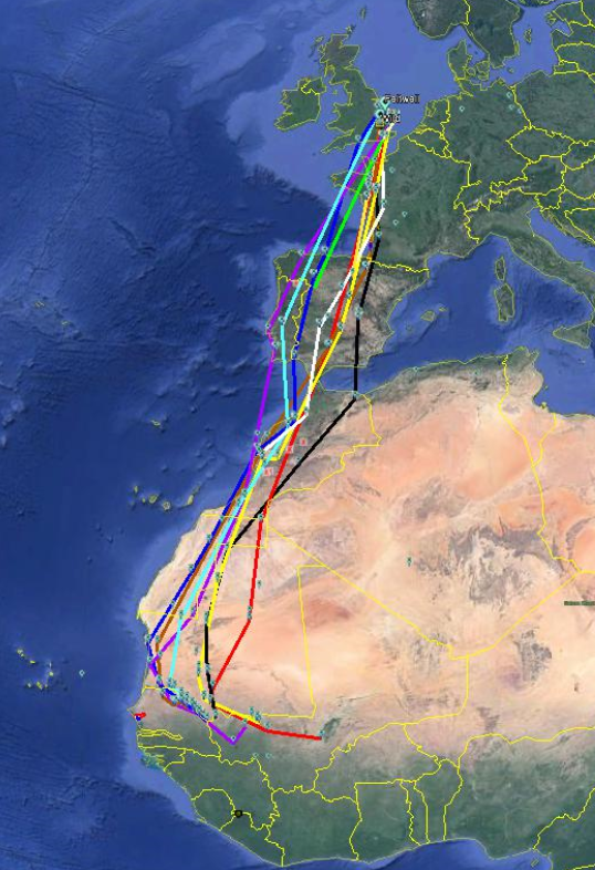 Photo: Map showing the migratory tracks of 10 turtle doves tagged in East Anglia in Summer 2019.