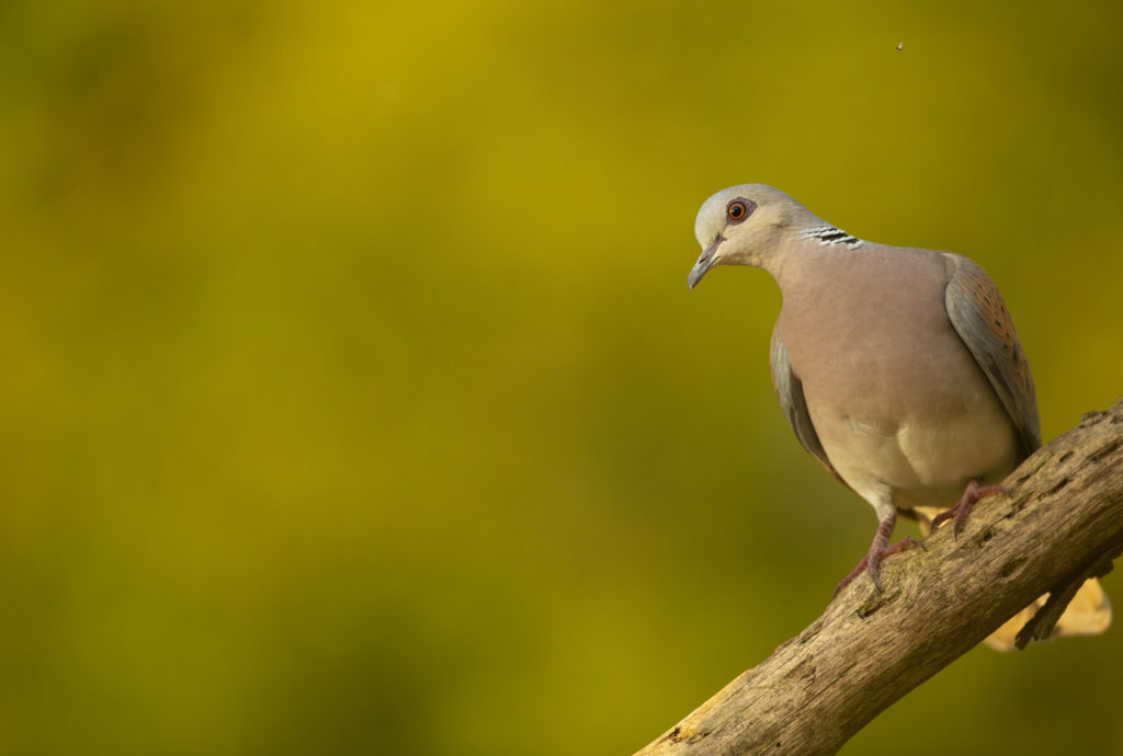 Turtle dove Streptopelia turtur, adult perched on stick