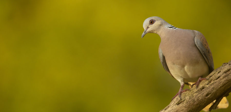 Turtle dove Streptopelia turtur, adult perched on stick