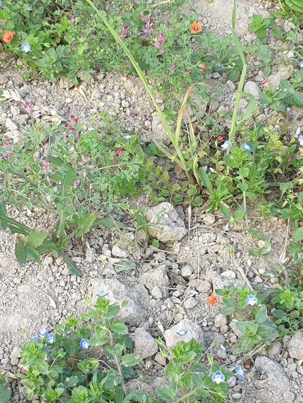 Seed-bearing plant species used by Turtle Doves. Credit: Eliza Leat.