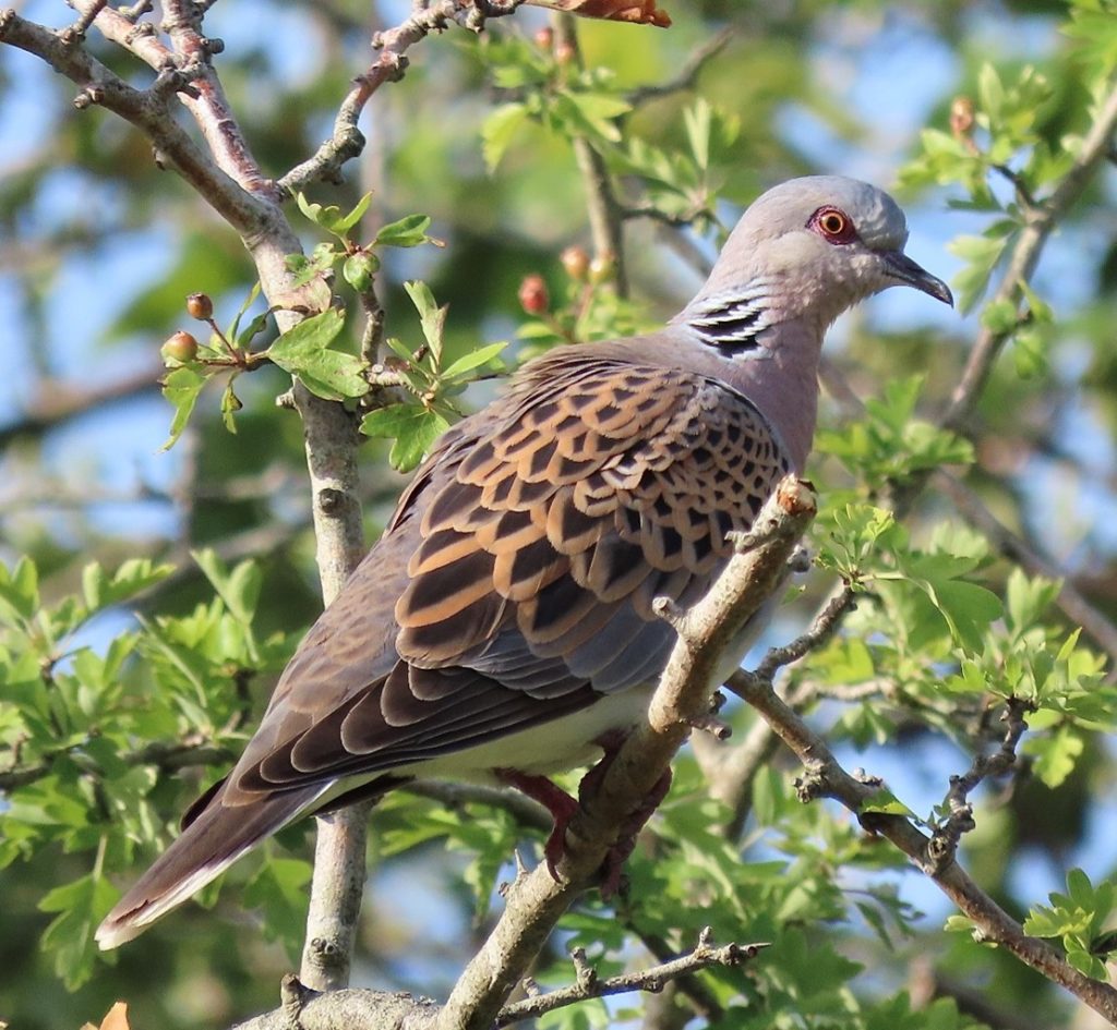 Turtle Dove perched on branch. Credit: Dougal Urquhart.