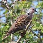 Turtle Dove perched on branch. Credit@: Dougal Urquhart.