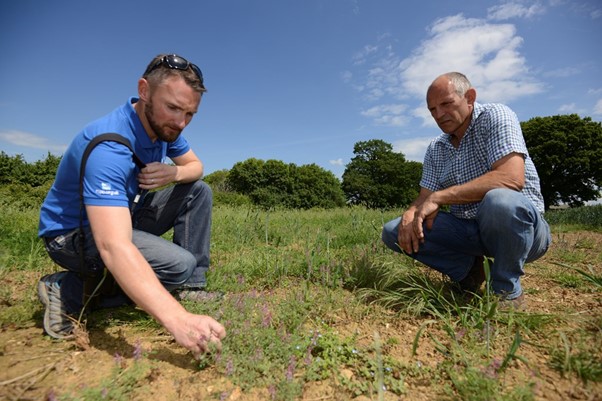 OTD advisor providing advice on managing land for Turtle Doves