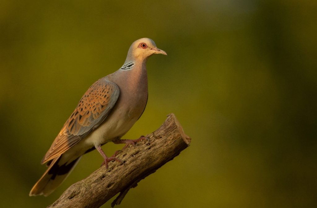 Turtle Dove perched on a branch.