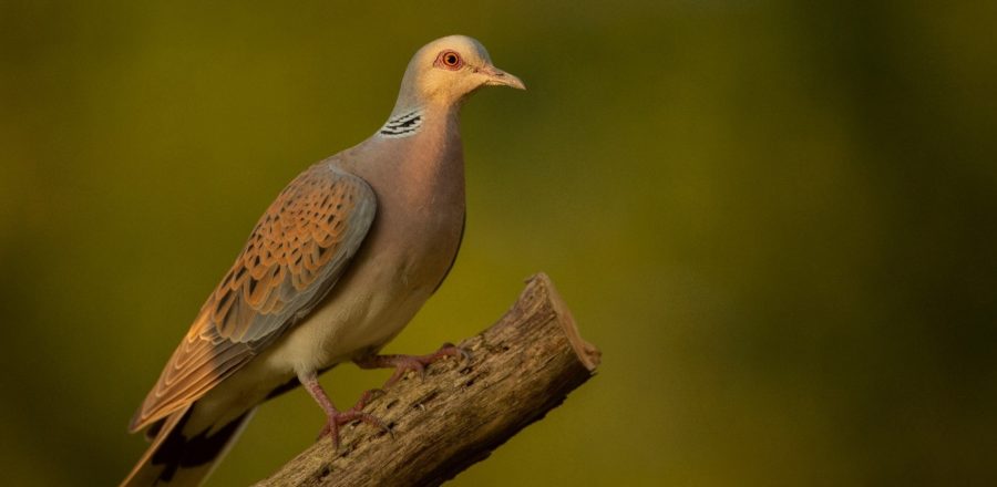 Turtle Dove