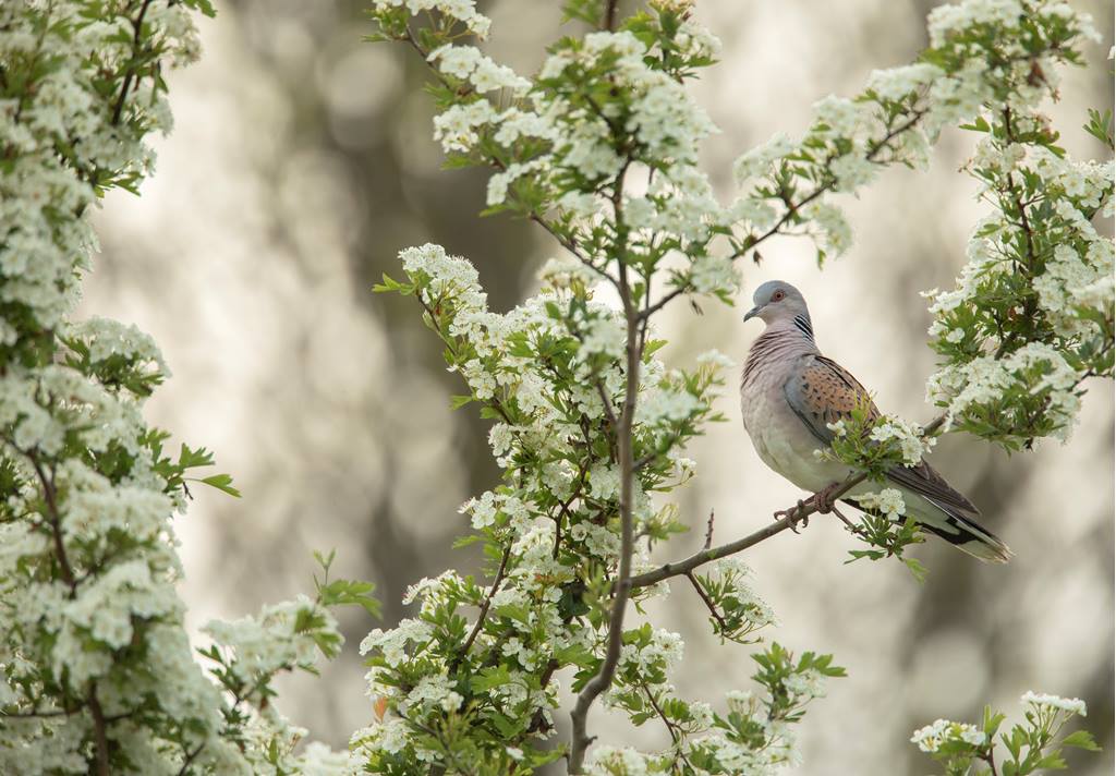 Turtle Dove perched on a branch surrounded by white blossoms.