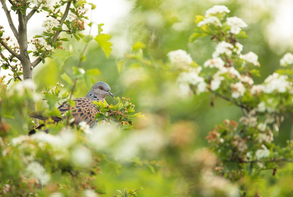 A Turtle Dove perched in dense green vegetation with white blossom in the background.