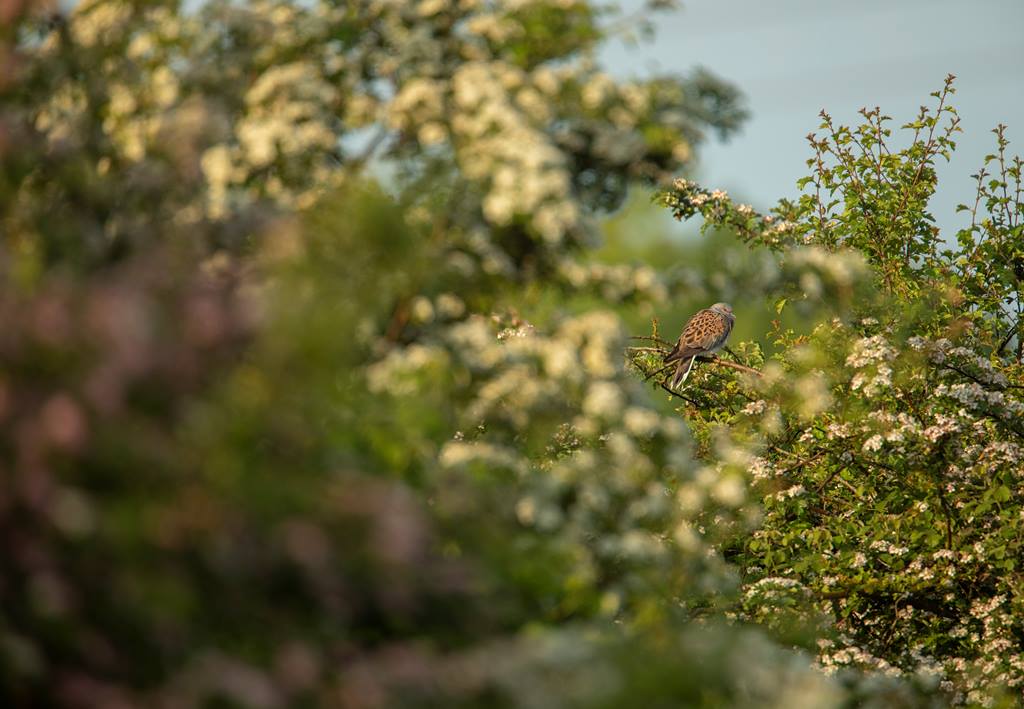 Turtle Dove perched in dense scrubby vegetation.