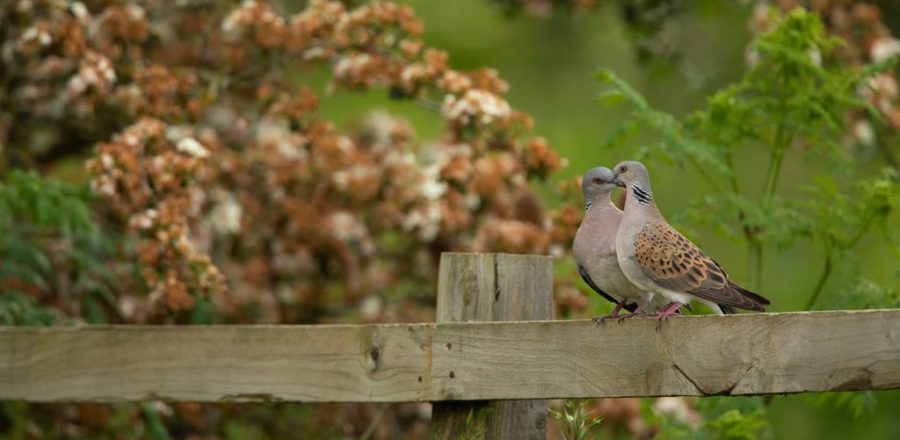 Two Turtle Doves perched on a wooden fence.