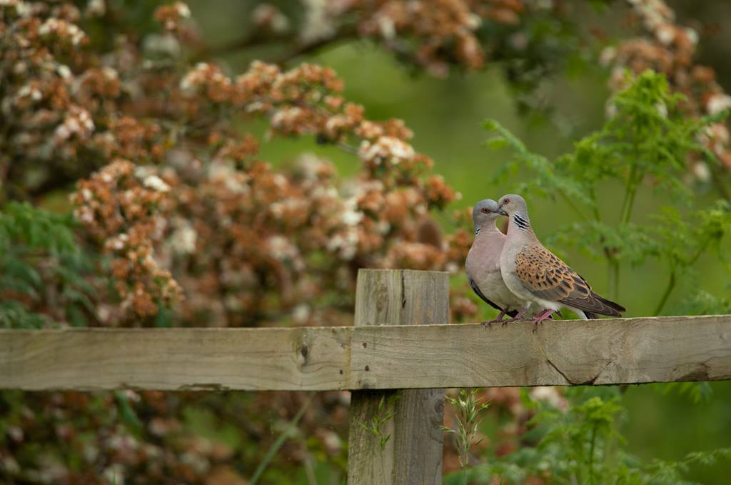 Two Turtle Doves perched on a wooden fence.