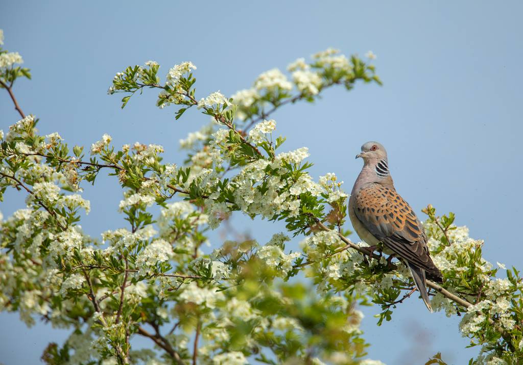 Turtle Dove perched in a tree with blossom