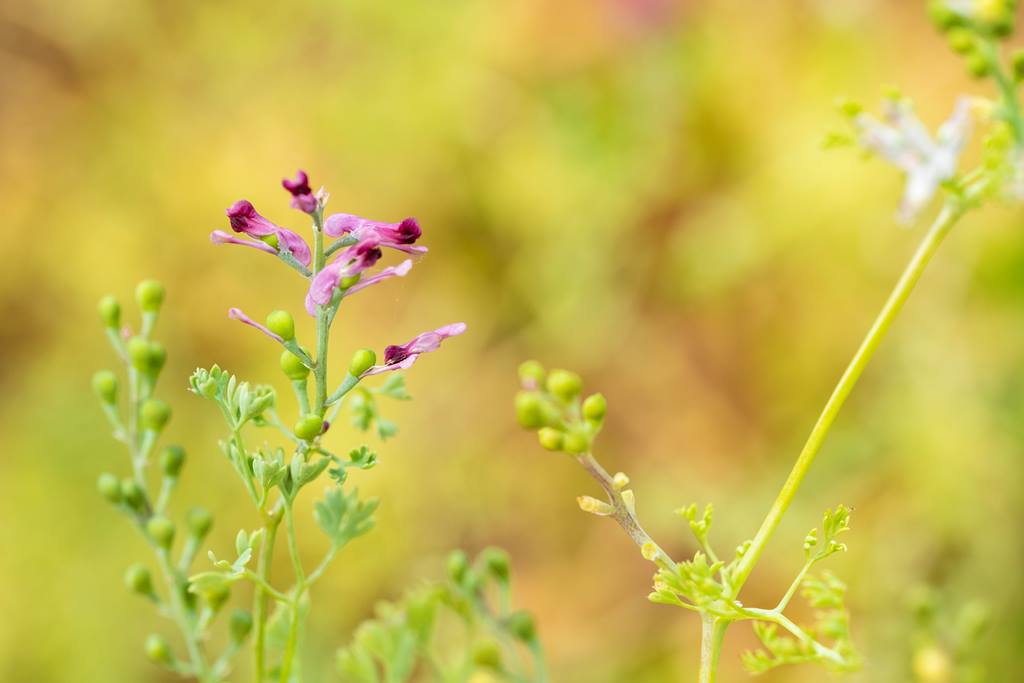 Pink flowers of the Fumitory plant