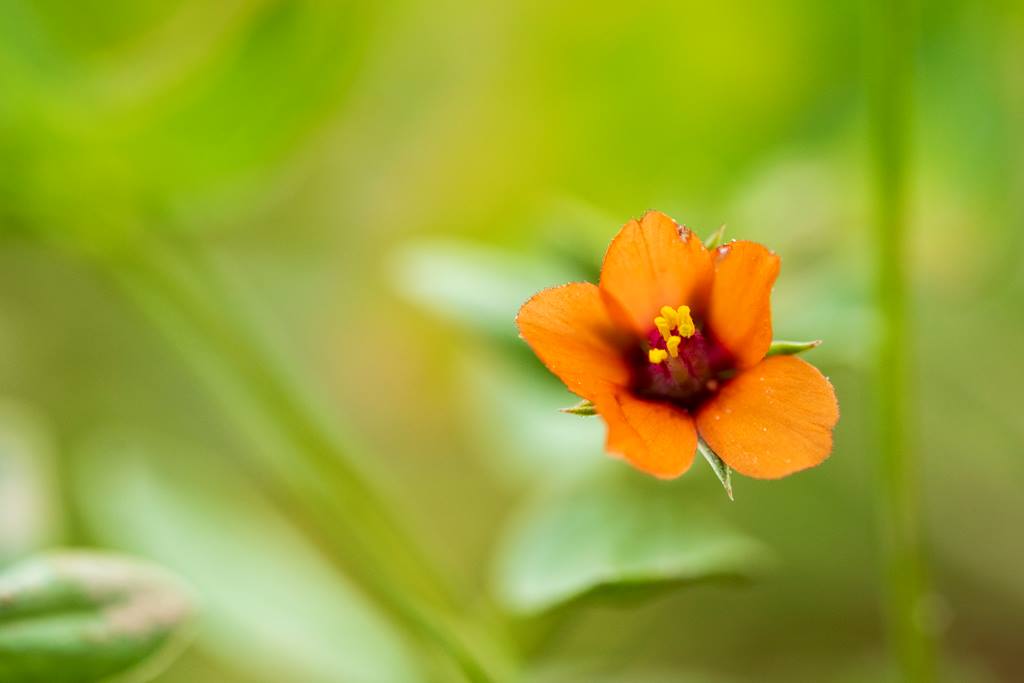 Orange flower of the Scarlet Pimpernel