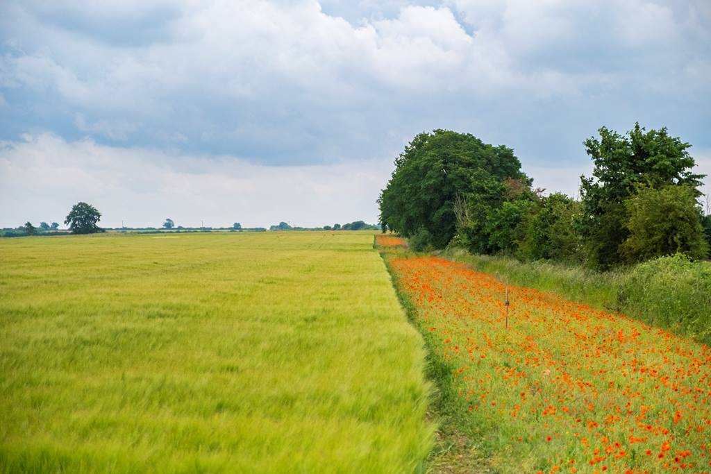 A flower-rich margin filled with poppies alongside a cropped field with dense hedgerows running next to the margin. 