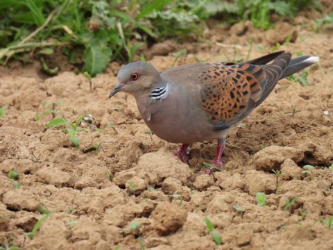 Turtle Dove foraging in farmland (c) Nicole Khan (rspb-images.com)