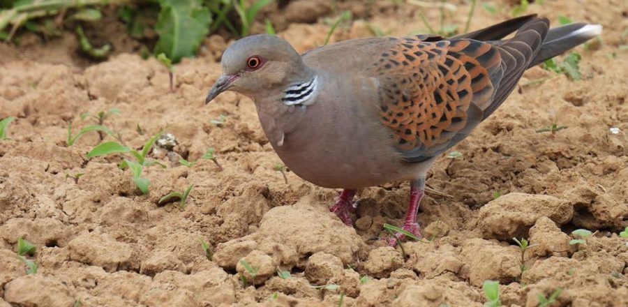 Turtle Dove foraging in farmland