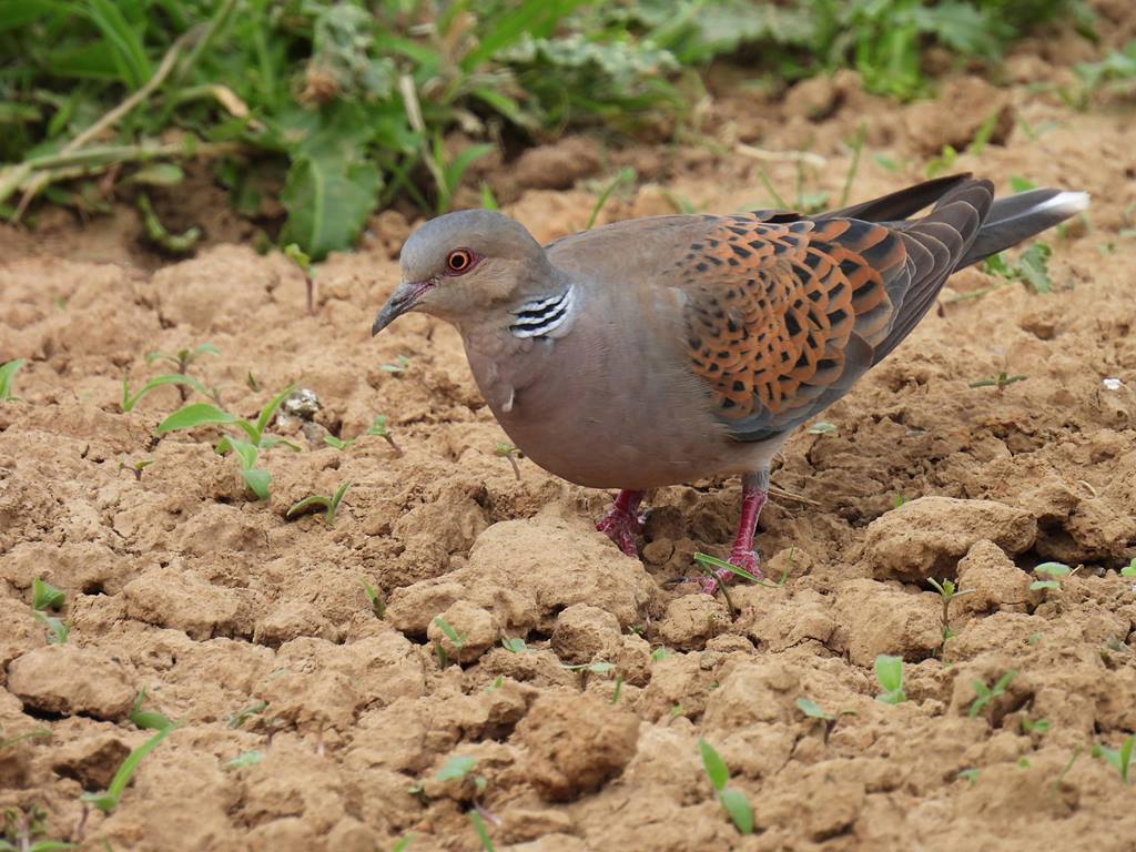 Turtle Dove foraging in farmland