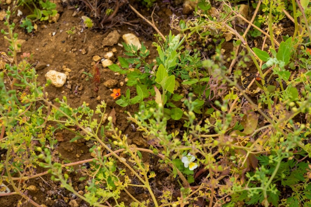 Turtle Doves need open seed-rich feeding habitats. Sam Turley (rspb-images.com).