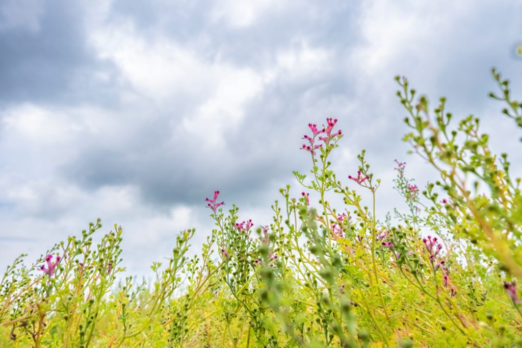 Farmers and other land managers can help to provide Turtle Doves with the habitats they need – such as flower-rich margins. The seeds from these plants will provide a plentiful food supply for Turtle Doves and other farmland wildlife. © Sam Turley (rspb-images.com).